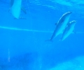 mundomar_23052012821_1000x750